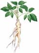 Ginseng