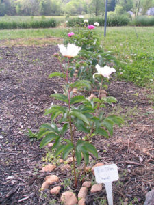 Cover photo for Our Chinese Medicinal Herbs Then and Now