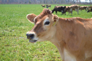 Cover photo for Grazing, Nutrition, and Soils Workshop