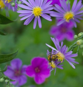 Cover photo for Morning Pollinator Garden Tour Monday October 5