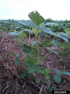 Cover photo for Worried About PPO-Resistant Pigweed in NC?