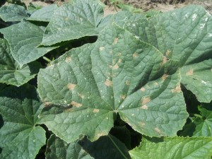 Cover photo for Airborne Vegetable Diseases of Concern in NC: Cucurbit Downy Mildew & Tomato / Potato Late Blight