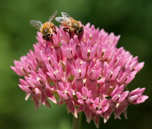 Cover photo for Two Pollinator Garden Tours This Week!