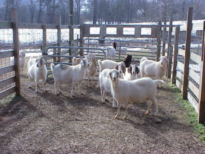 Cover photo for Care of Small Ruminants During Winter