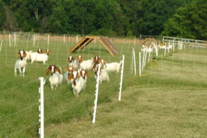 Cover photo for Decreasing Barber Pole Populations on Grass Pastures: Is Liquid Nitrogen Fertilizer a Viable Alternative?