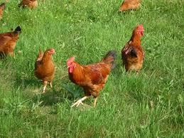 Pastured poultry