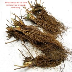 bare root strawberry plants