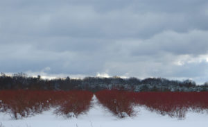 Blueberry farm in winter snow