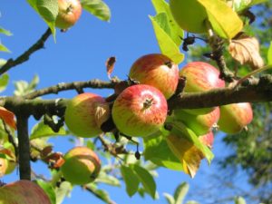 apple tree