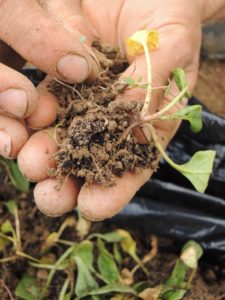 Spinach Transplant