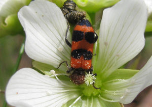 Cover photo for 4 of North Carolina’s Oddest Pollinators (They Aren’t Bees)