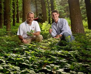 Extension agents in ginseng field