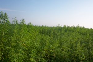 hemp crop growing in field