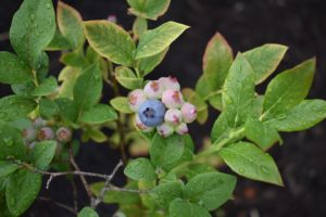 blueberry plant