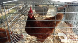 chicken at Livestock Show