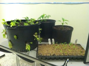 Lettuce seedlings growing in containers