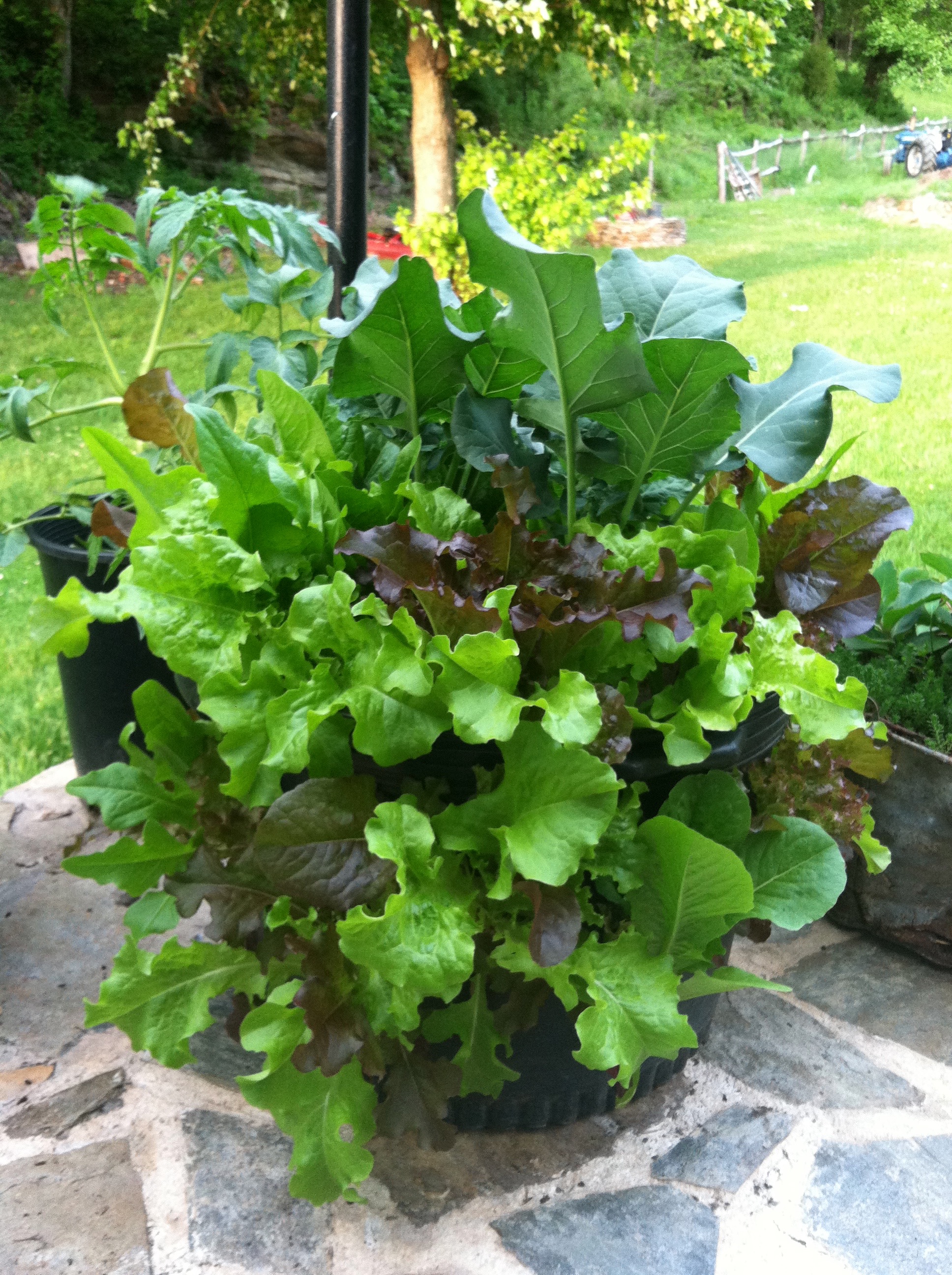 A fully grown lettuce container garden