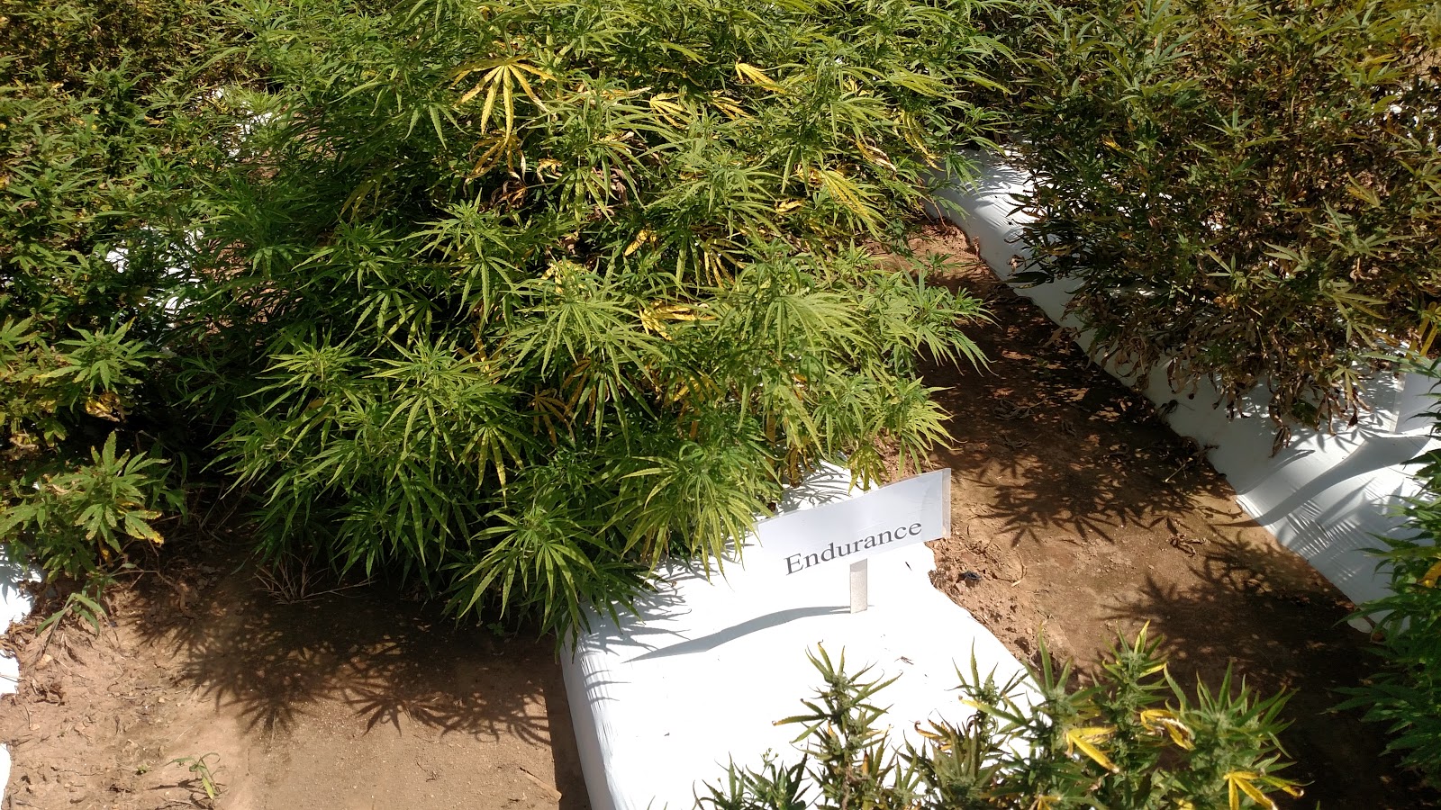 "Endurance" hemp plant showing signs of Boron deficiency