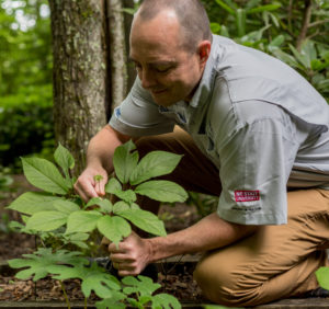 ginseng workshop