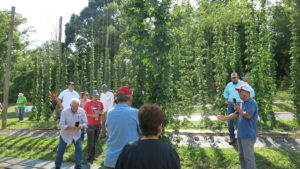 people standing in front of hop plants