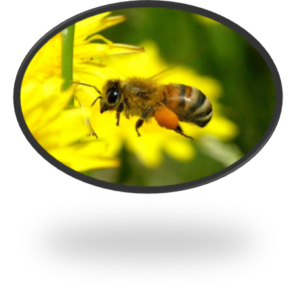 Cover photo for Watauga County Beekeepers Association Bee School 2020
