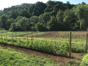 Cover photo for Coffee and Conversation (Vegetable Gardening)