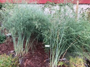 Asparagus in Garden Bed