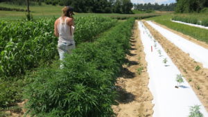 Cover photo for Come Work With Us in the NC Alternative Crops & Organics Program!