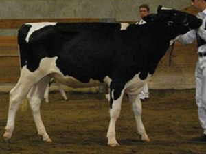 Holstein Cow