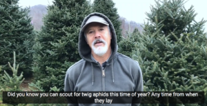 twig aphid scouting