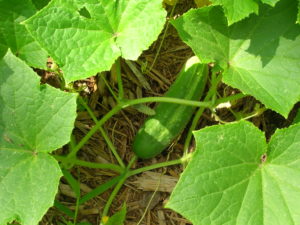 Cover photo for Cucumbers: A Refreshing Treat From the Garden