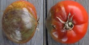 Image of tomato with late blight