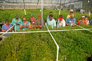 Tour group in hemp greenhouse