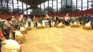 youth in a semicircle with their market turkeys