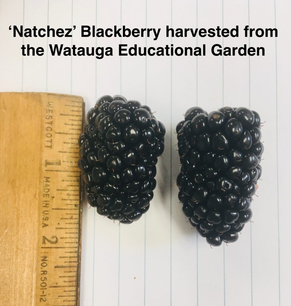 Blackberries