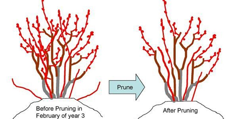 Drawing of blueberry bushes before and after pruning