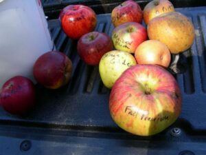 10 heirloom apples sitting on a truck tailgate