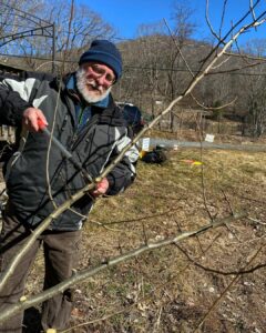 Image of a man pruning a dormant apple tree