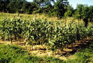 small plot of organic sweet corn