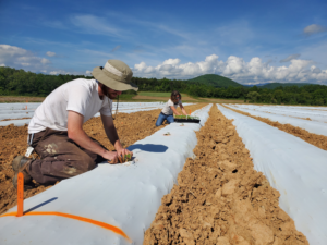 two people planting hemp plants in raised beds with white plastic