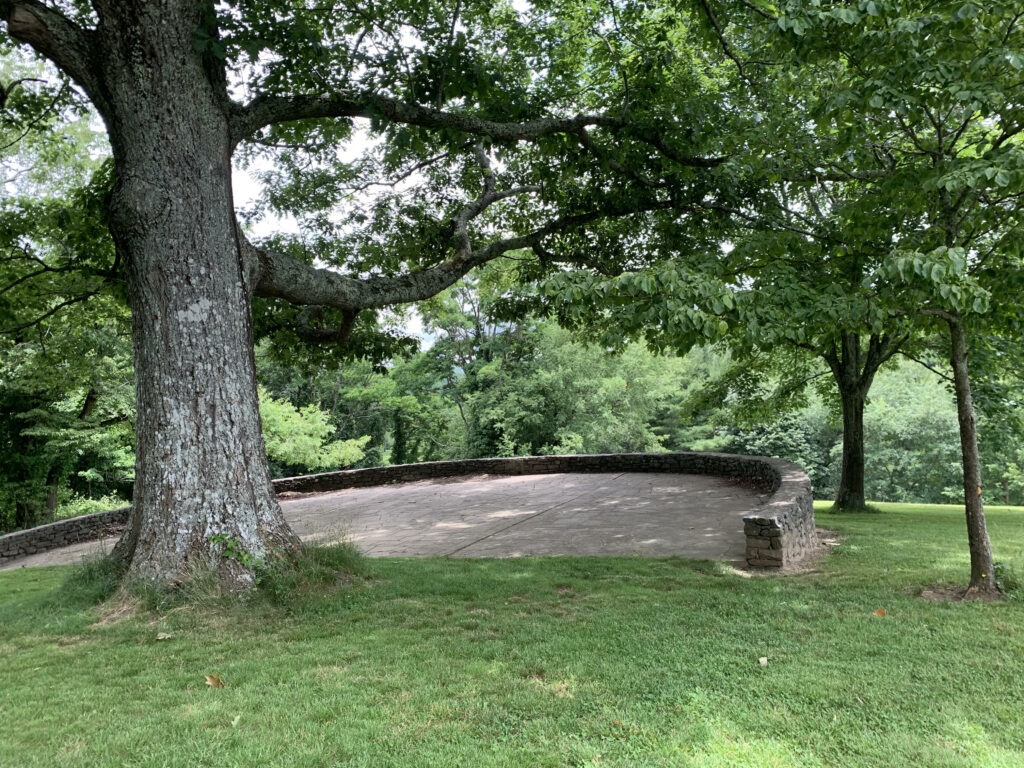 Tree in an arboretum