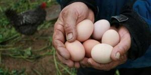poultry eggs held in hands