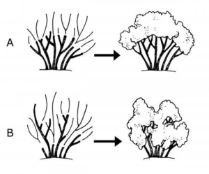 A pruning diagram.