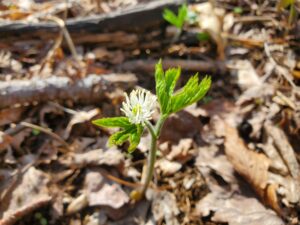 blooming goldenseal plant emerging