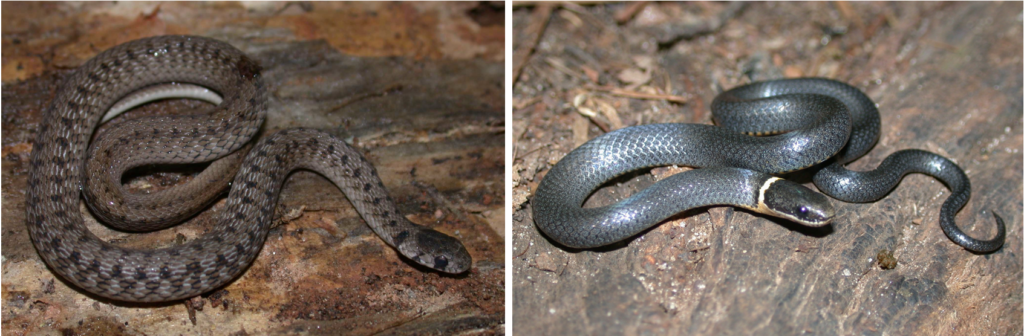 brown & ring-necked snakes