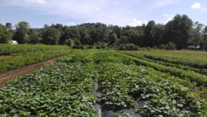 field of certified organic cucurbits