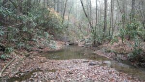 When you walk through the woods, it's easy to see the forest for the trees when you don't know which trees are which. Join me for an afternoon workshop as I help you put a name to a face of those trees you so often see as you stroll through the woods. The event is free.  We will meet at Kerr Scott Dam Reservoir at 1:30 pm on Thursday, January 18th. Click here to sign up for the workshop. Dress warmly and wear sturdy shoes as we will spend a couple of hours on the nature trail beside the Dam's visitor center. Click here to register If you have any questions, please call Nathan Gatlin at (336) 651-7330 or send me an email at npgatlin@ncsu.edu.