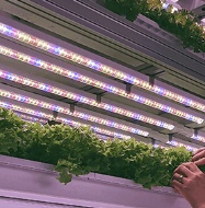 plants under LED lights