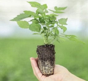 A hand holding a plant with exposed roots.