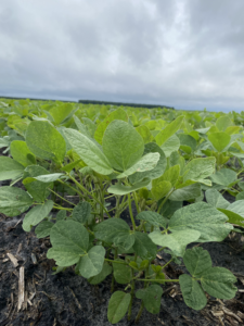Cover photo for 2023 Soybean Microbial Product Trials